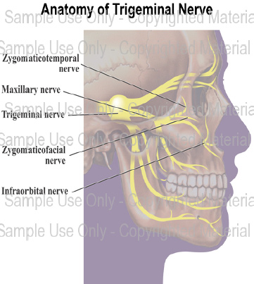 Anatomy of Trigeminal Nerve